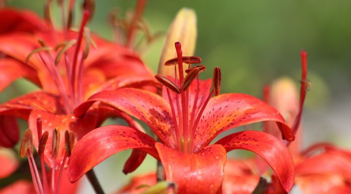 Interpretare vis în care apare un crin Interpretare vis in care apare un crin