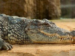 Interpretare vis in care apare un crocodil