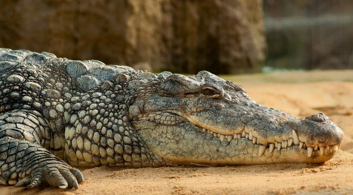 Interpretare vis în care apare un crocodil Interpretare vis in care apare un crocodil