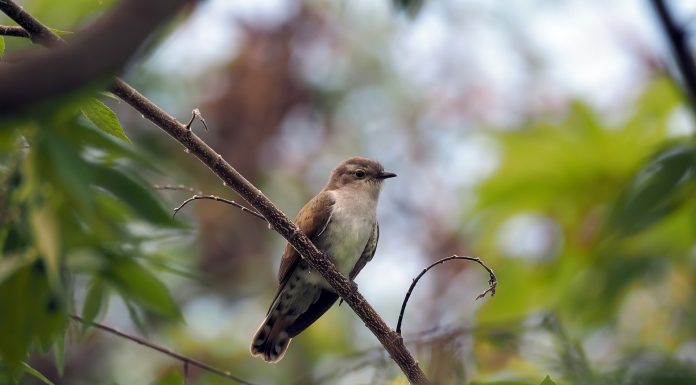 Interpretare vis in care apare un cuc