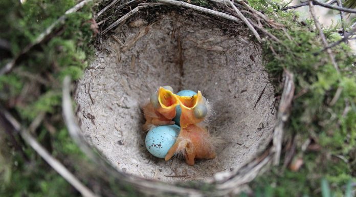 Interpretare vis in care apare un cuib