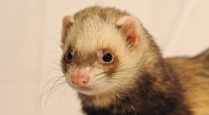 Interpretare vis in care apare un dihor