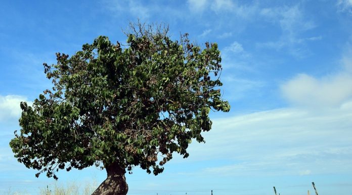 Interpretare vis in care apare un dud