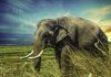 Interpretare vis în care apare un elefant Interpretare vis in care apare un elefant