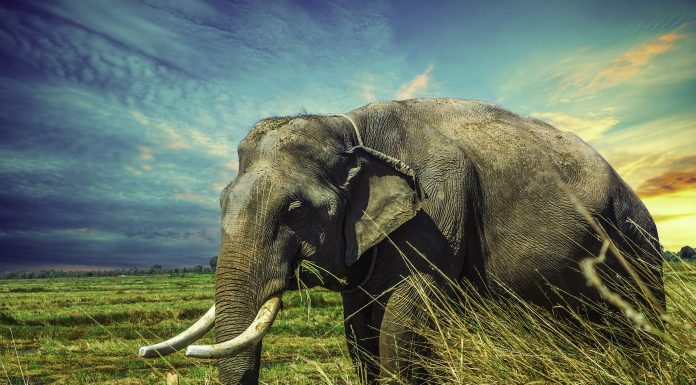 Interpretare vis în care apare un elefant Interpretare vis in care apare un elefant