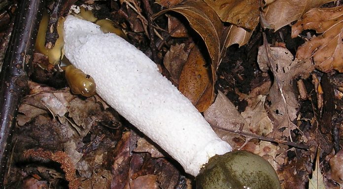 Interpretare vis in care apare un falus