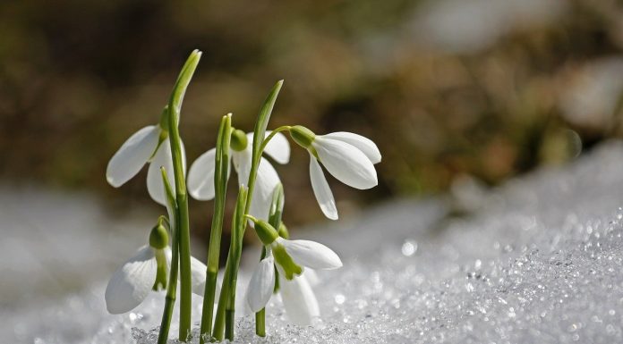 Interpretare vis în care apare un ghiocel Interpretare vis in care apare un ghiocel