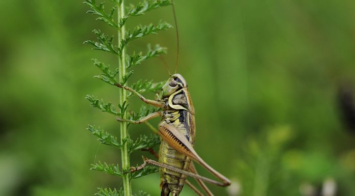 Interpretare vis in care apare un greiere