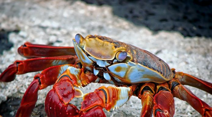 Interpretare vis in care apare un homar