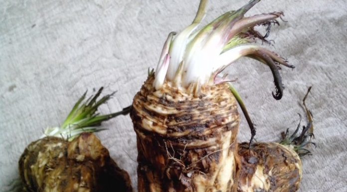 Interpretare vis in care apare un hrean