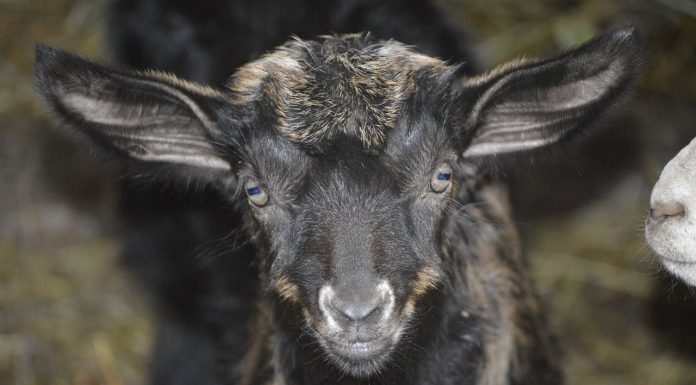 Interpretare vis in care apare un ied