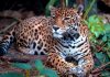 Interpretare vis în care apare un jaguar Interpretare vis in care apare un jaguar