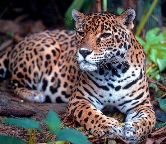 Interpretare vis in care apare un jaguar