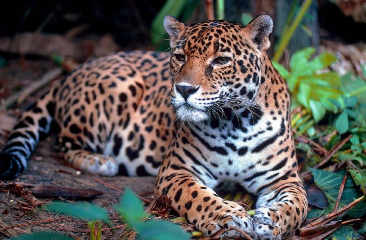 Interpretare vis în care apare un jaguar Interpretare vis in care apare un jaguar