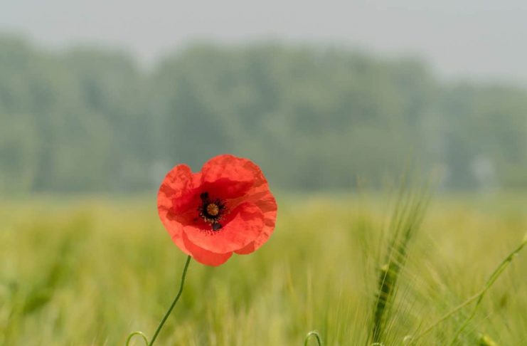 Interpretare vis in care apare un mac