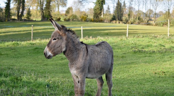 Interpretare vis in care apare un magar