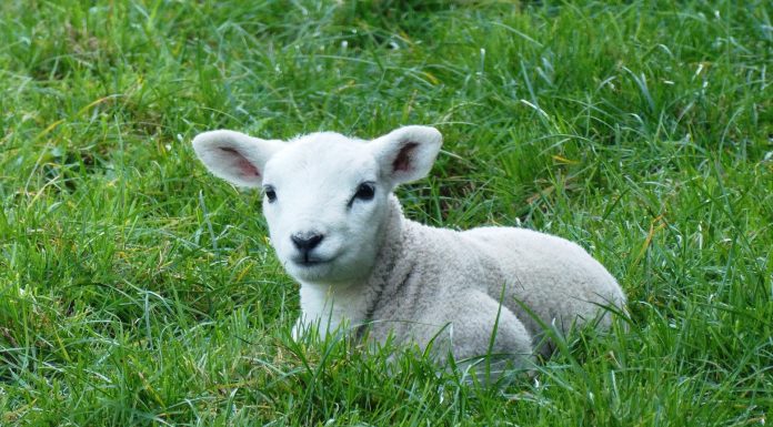 Interpretare vis in care apare un miel