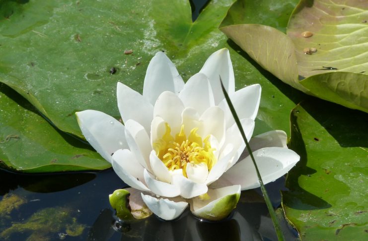 Interpretare vis in care apare un nufar