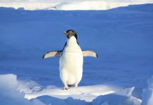 Interpretare vis in care apare un pinguin