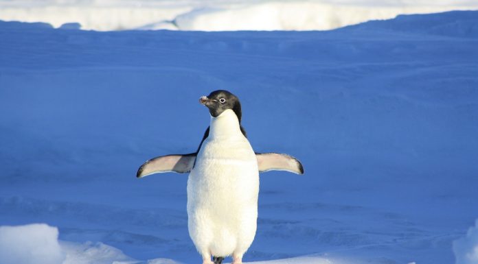 Interpretare vis in care apare un pinguin