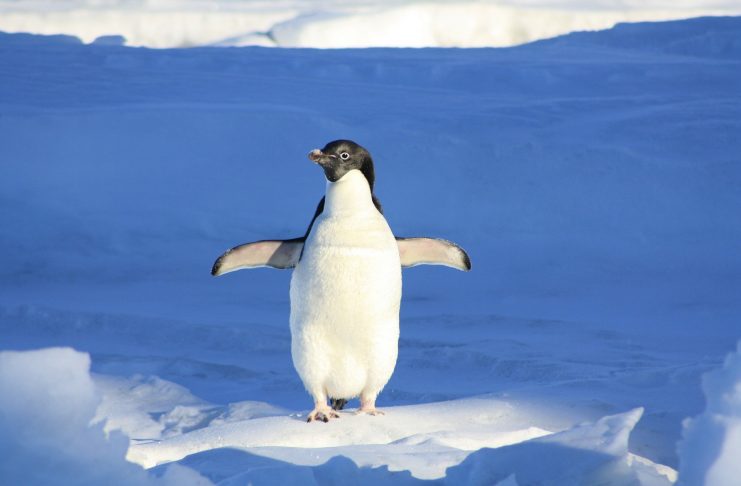 Interpretare vis in care apare un pinguin