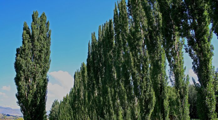 Interpretare vis in care apare un plop