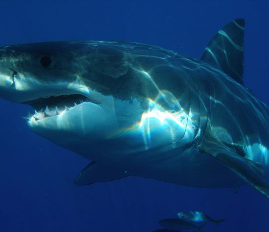 Interpretare vis în care apare un rechin Interpretare vis in care apare un rechin