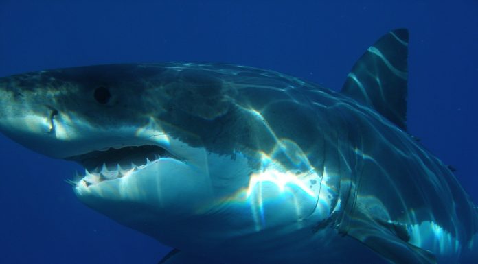 Interpretare vis in care apare un rechin