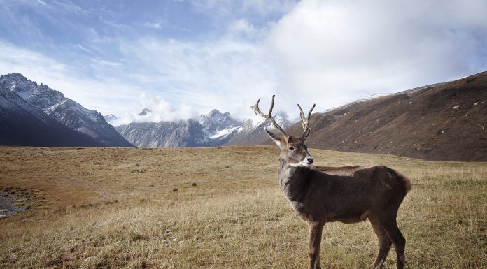 Interpretare vis in care apare un ren