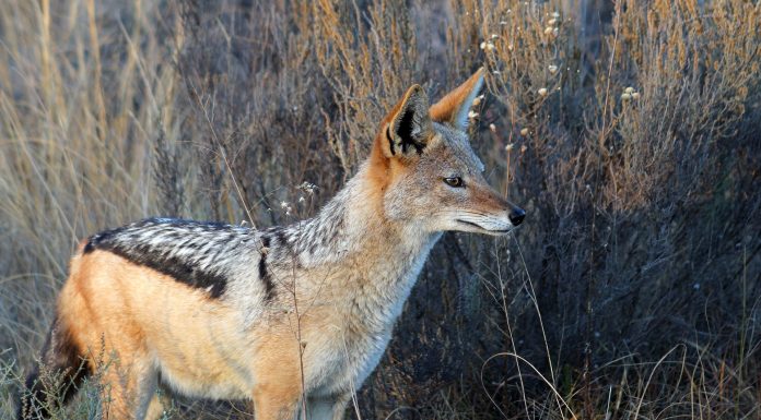 Interpretare vis in care apare un sacal