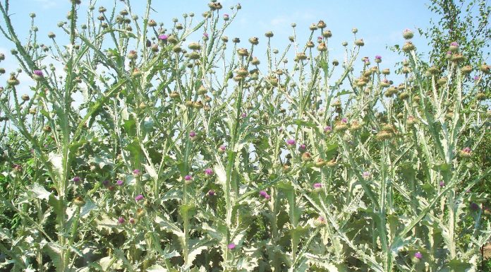 Interpretare vis in care apare un scai