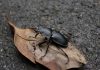 Interpretare vis in care apare un scarabeu