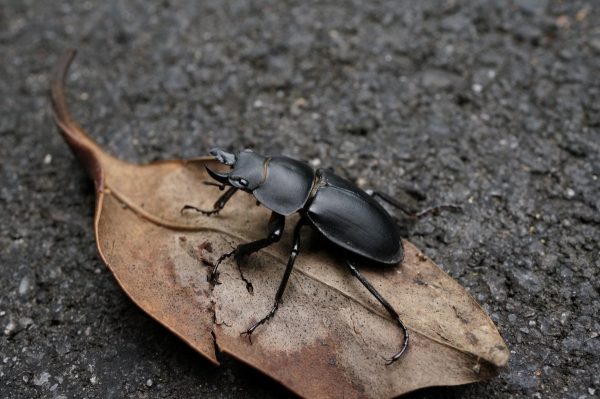 SCARABEU în vis: Ce mesaj transmite? [în 2026] - DreamGeek