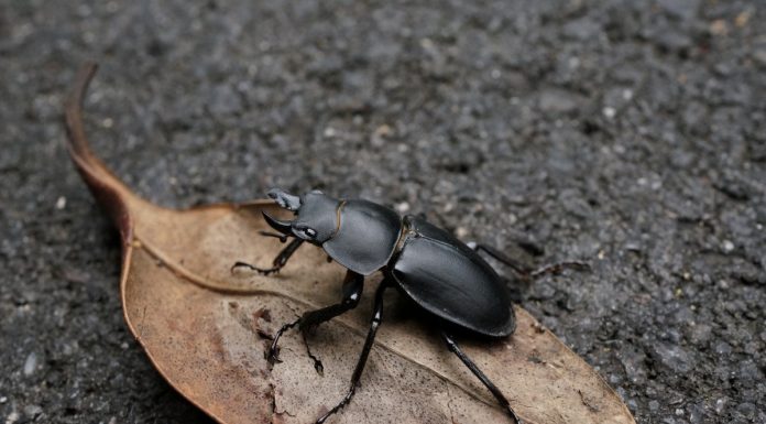 Interpretare vis în care apare un scarabeu Interpretare vis in care apare un scarabeu