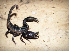 Interpretare vis in care apare un scorpion