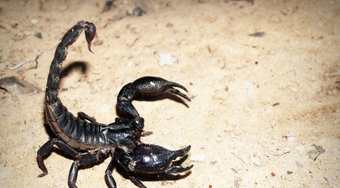 Interpretare vis in care apare un scorpion