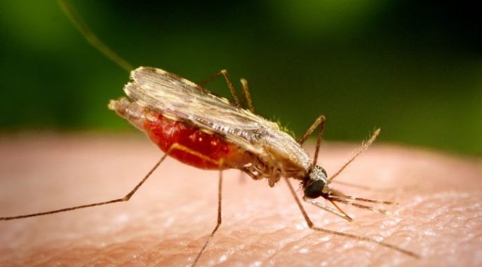 Interpretare vis in care apare un tantar