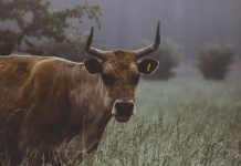 Interpretare vis în care apare un taur Interpretare vis in care apare un taur