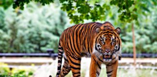 Interpretare vis in care apare un tigru