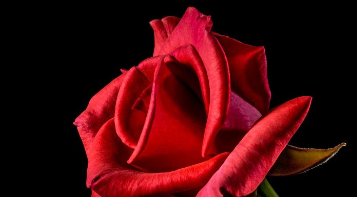 Interpretare vis în care apare un trandafir Interpretare vis in care apare un trandafir