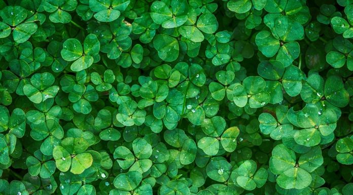 Interpretare vis în care apare un trifoi Interpretare vis in care apare un trifoi