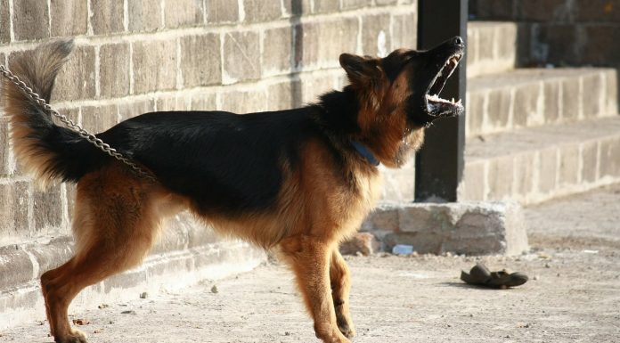 Interpretare vis în care apare un turbat Interpretare vis in care apare un turbat