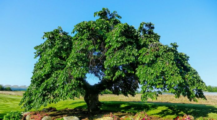 Interpretare vis în care apare un ulm Interpretare vis in care apare un ulm