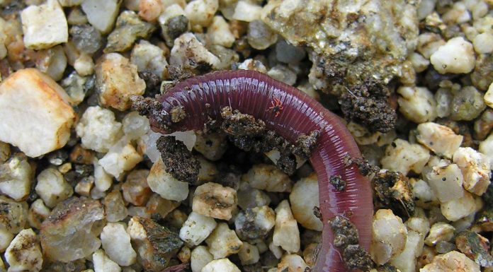 Interpretare vis in care apare un vierme