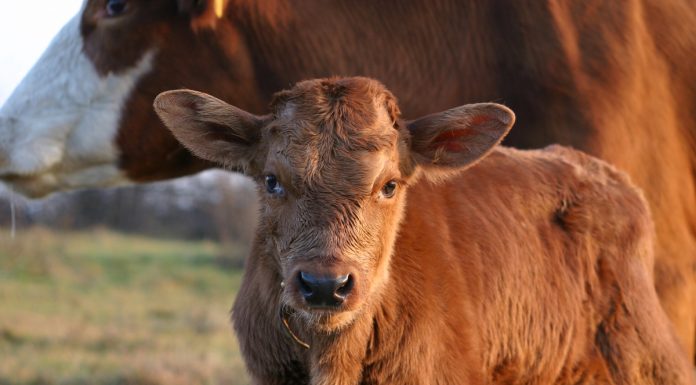 Interpretare vis in care apare un vitel