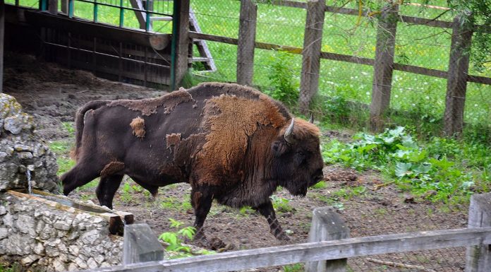 Interpretare vis in care apare un zimbru