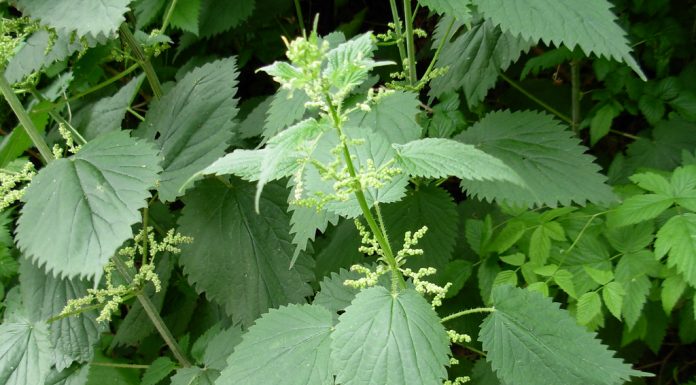 Interpretare vis in care apare urzica