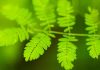 Interpretare vis in care apare verde