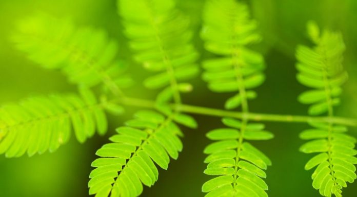 Interpretare vis in care apare verde