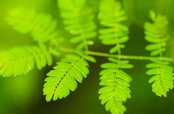 Interpretare vis in care apare verde